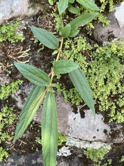 Boehmeria densiflora