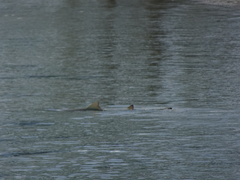 Negaprion brevirostris