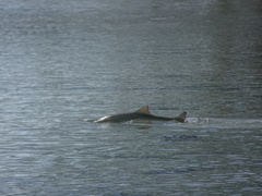 Negaprion brevirostris