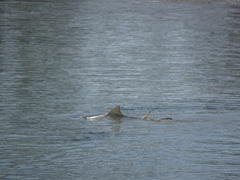 Negaprion brevirostris