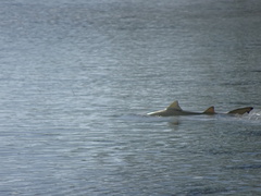 Negaprion brevirostris