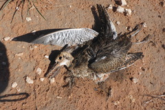 Bartramia longicauda