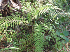 Pelazoneuron kunthii