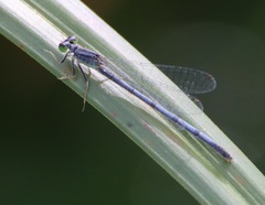 Ischnura