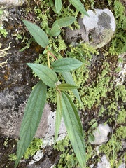 Boehmeria densiflora