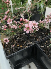 Leptospermum continentale