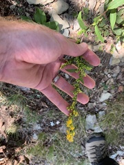 Solidago arguta