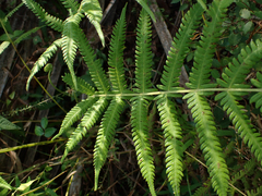 Pelazoneuron kunthii