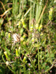 Erechtites hieraciifolius