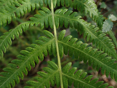 Pelazoneuron kunthii