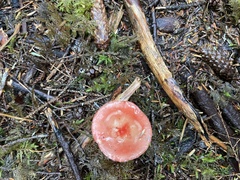 Russula