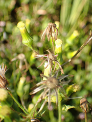 Erechtites hieraciifolius