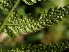 Pelazoneuron kunthii