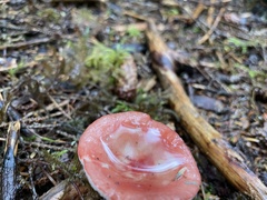 Russula