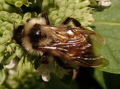 Bombus citrinus