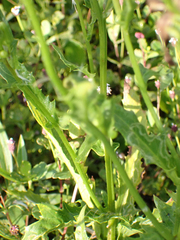 Erechtites hieraciifolius