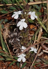 Striga densiflora