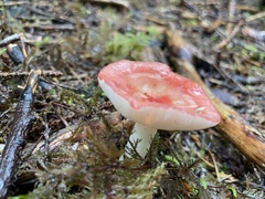 Russula