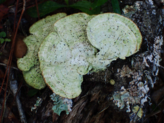 Trametes lactinea