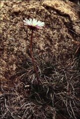 Brachyscome spathulata