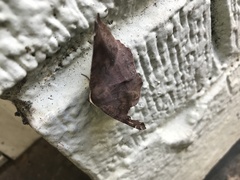Eutrapela clemataria