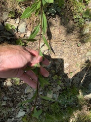 Solidago arguta