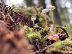 Mycena epipterygia