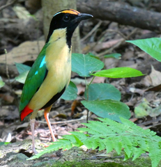 Ornate Pitta photo 4