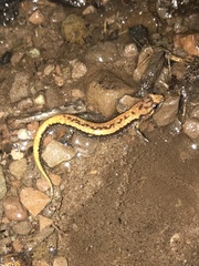 Desmognathus ochrophaeus