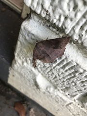 Eutrapela clemataria