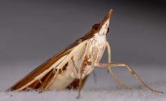 Uresiphita reversalis