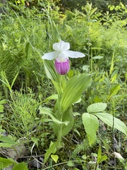 Cypripedium reginae