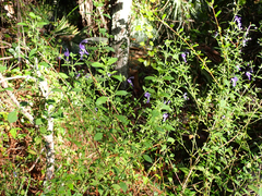 Trichostema dichotomum