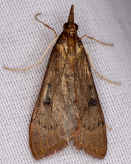 Uresiphita reversalis