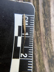 Melica smithii