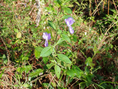 Trichostema dichotomum