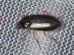 Notiobia terminata