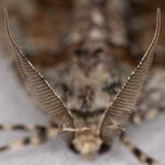 Gabriola dyari pruina