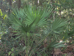 Coryphoideae