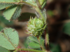 Medicago truncatula
