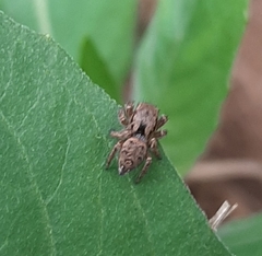 Habronattus coecatus