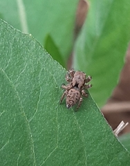 Habronattus coecatus