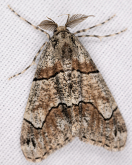 Gabriola dyari pruina