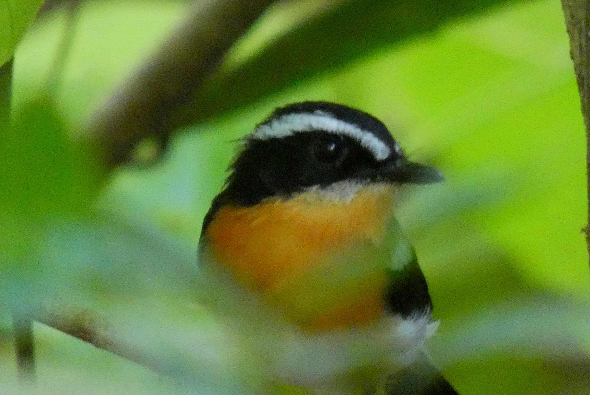 Rufous-chested Flycatcher (Ficedula dumetoria), photo 9