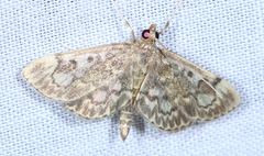 Anania tertialis