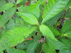 Psychotria tenuifolia