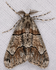 Gabriola dyari pruina