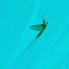 Hexagenia limbata