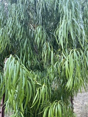 Podocarpus henkelii