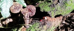 Ganoderma lucidum